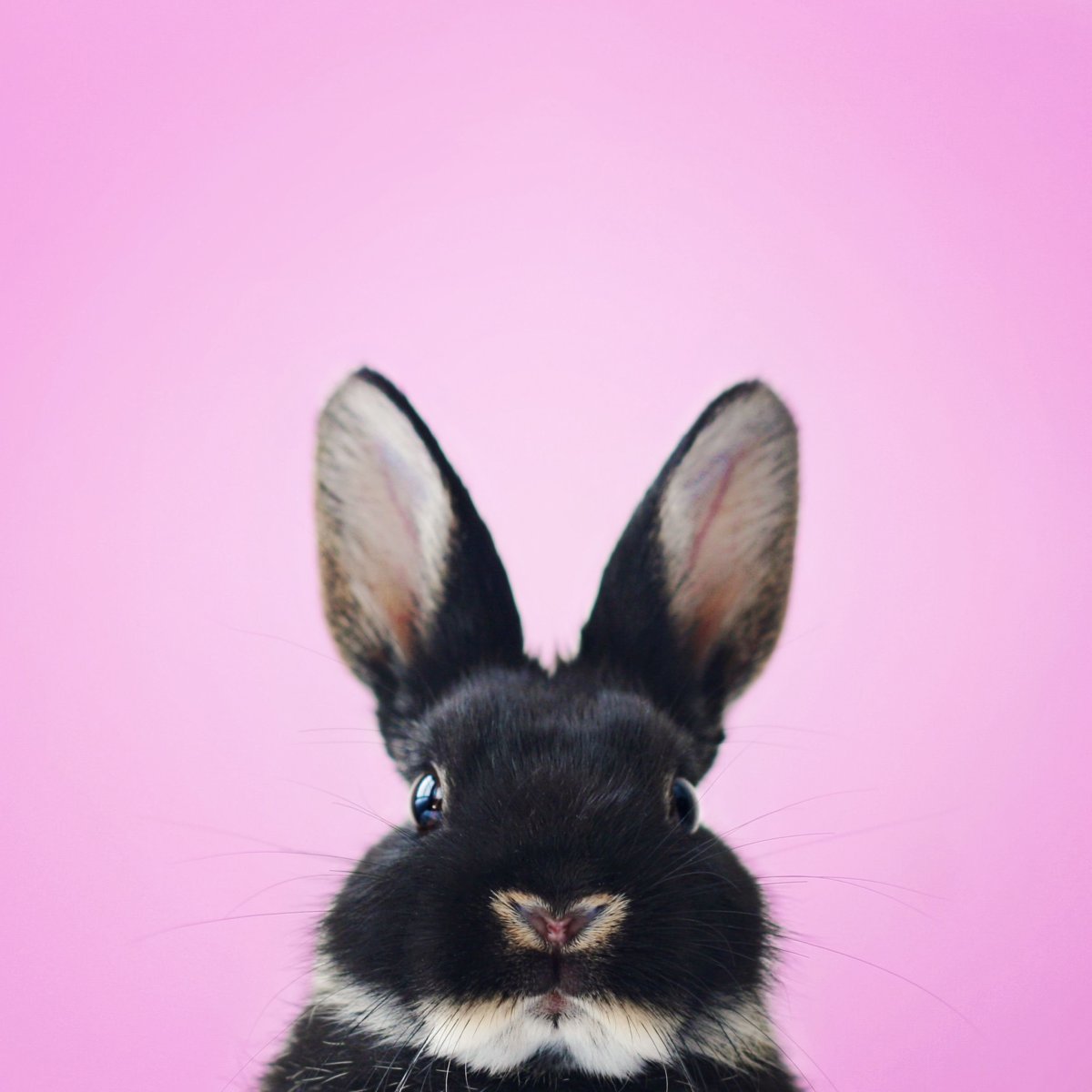 Красивые зайчики с сердечками