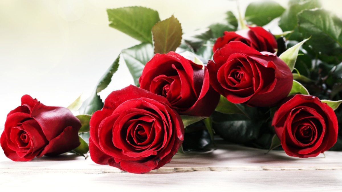 Света с днём рождения поздравления