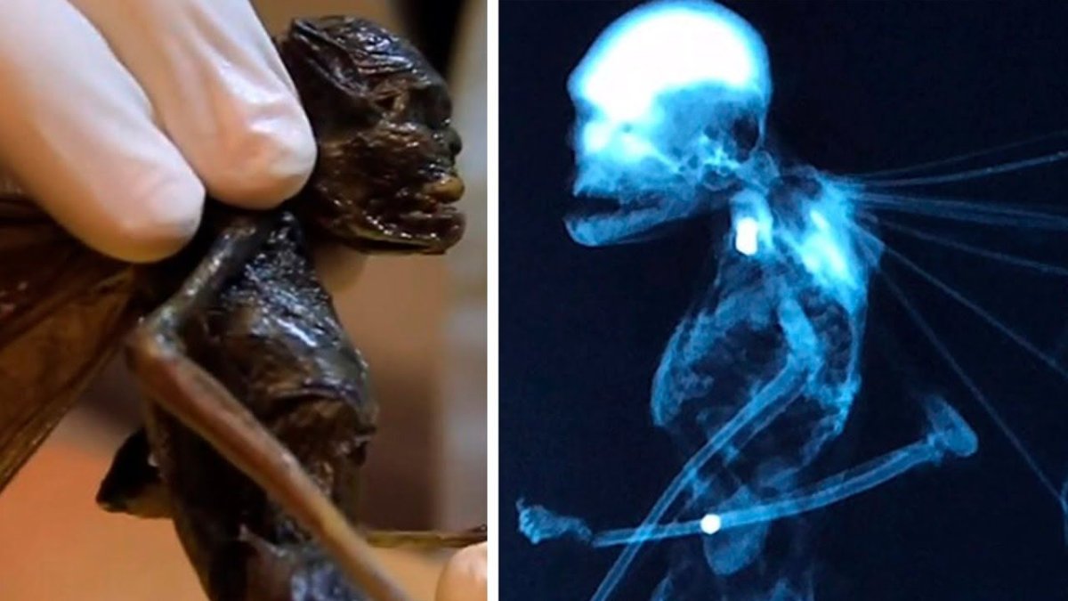 Зубная Фея в реальной жизни