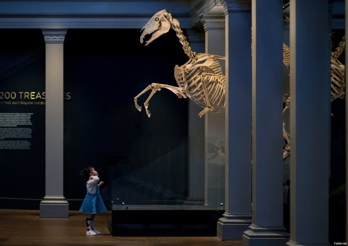 Ночь в музее