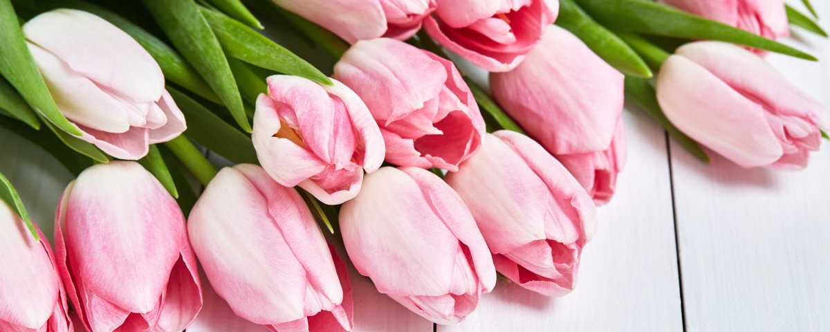 Заставка на рабочий стол тюльпаны