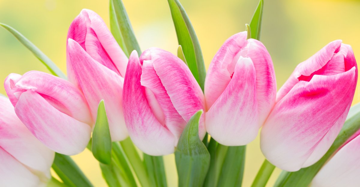 Тюльпан сиреневый