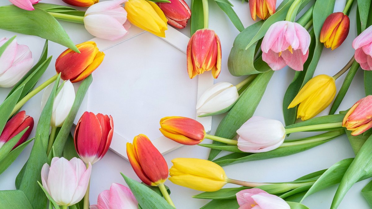 Тюльпаны фон