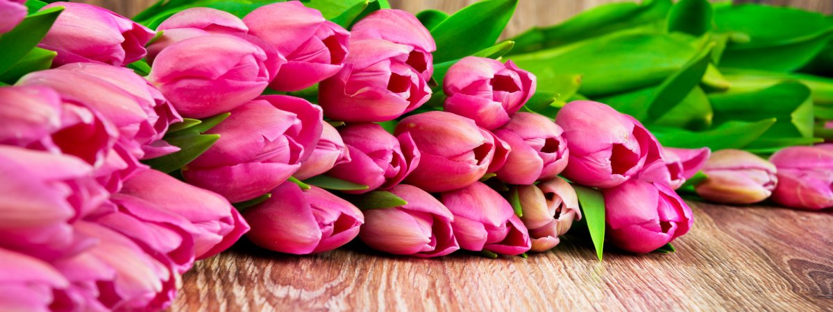 Обои на телефон тюльпаны