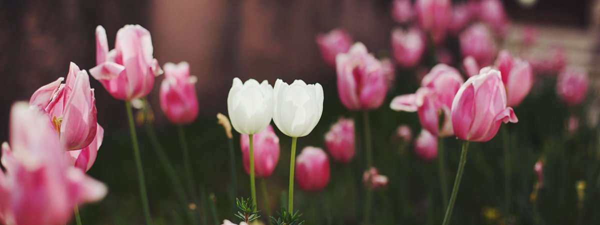 Тюльпаны обои