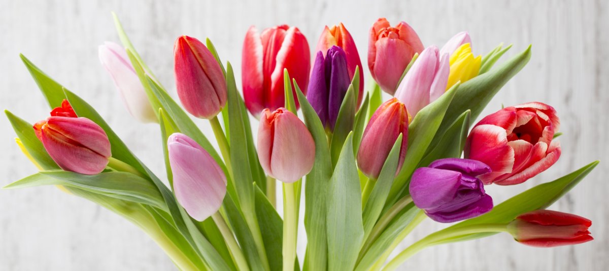 Красивые обложки для одноклассников тюльпаны