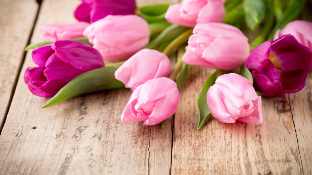 Розовые тюльпаны