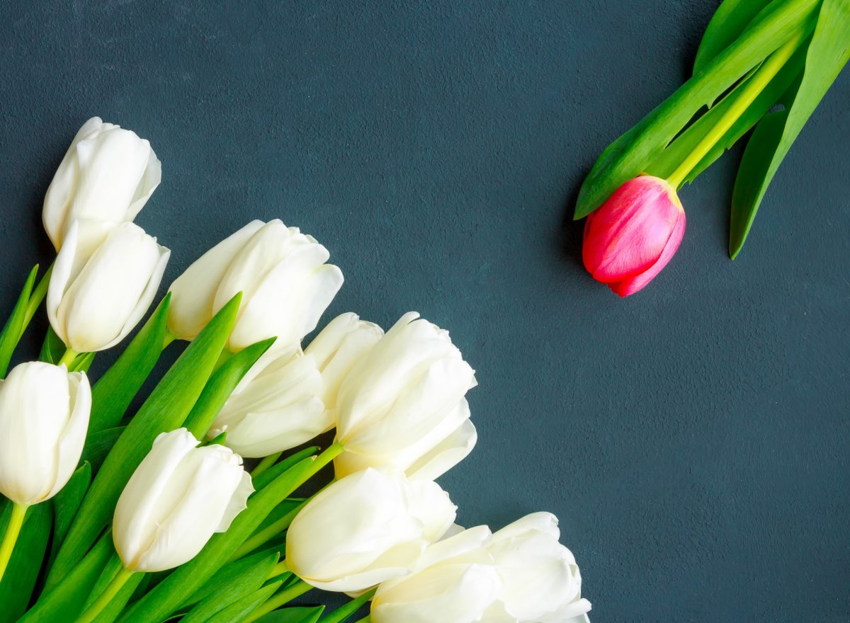 Тюльпаны фон