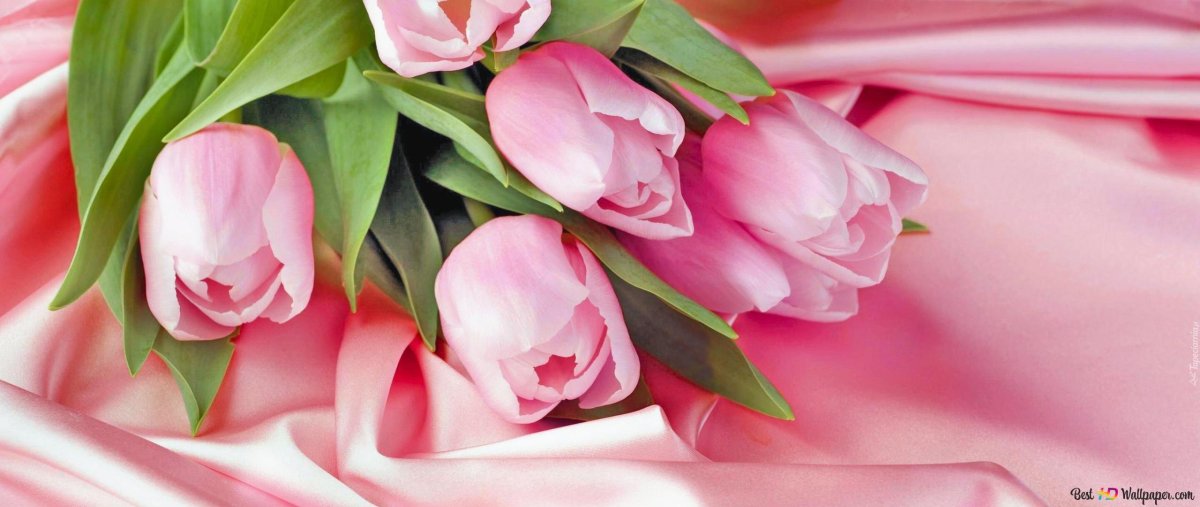 Тюльпан айс Уандер