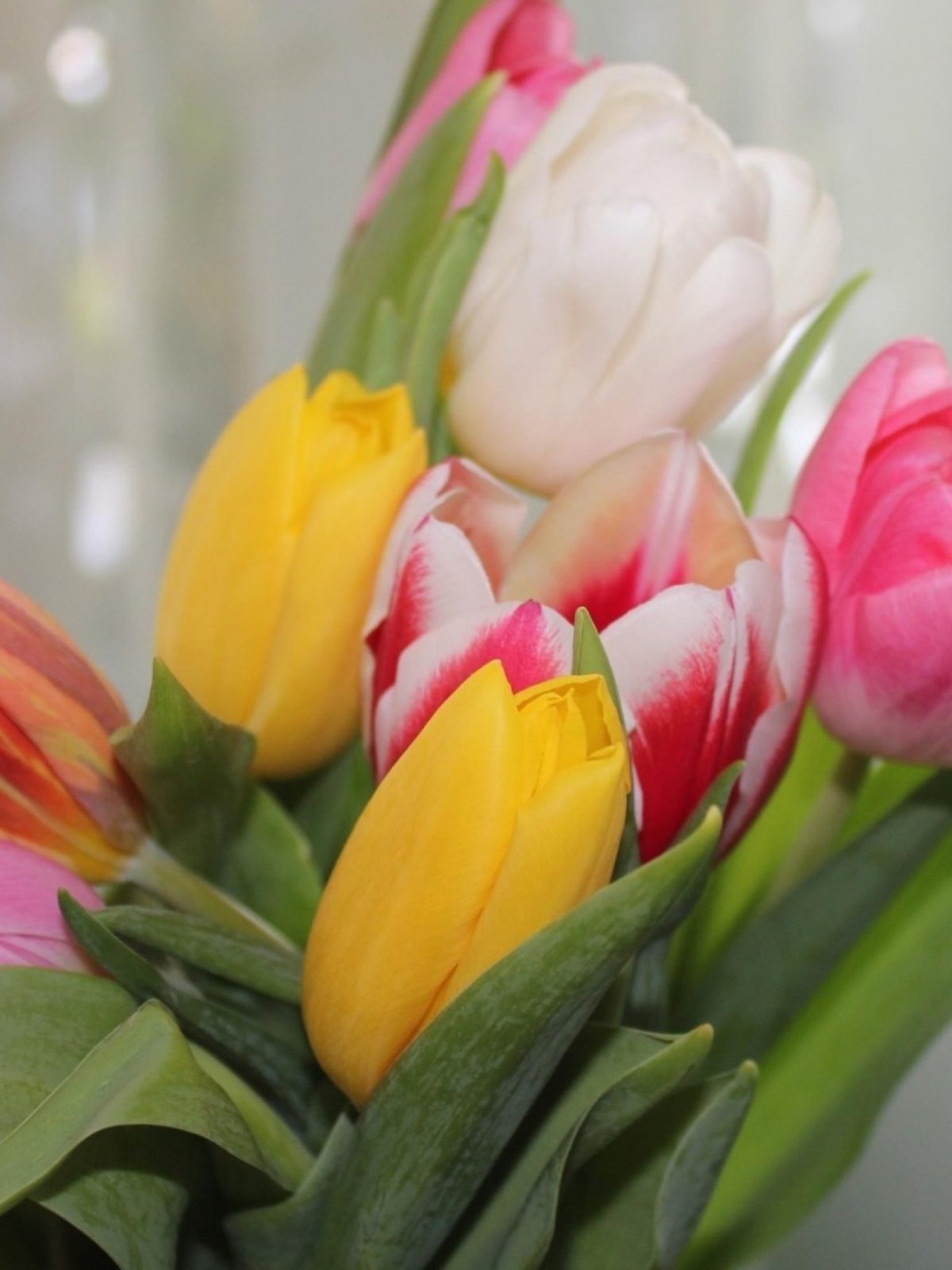 Тюльпан Пурпл Рейн