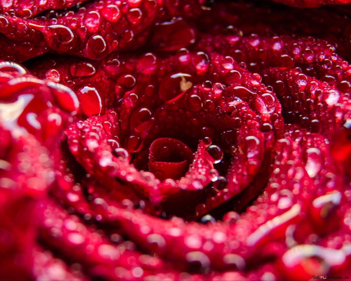 Красная роза с росой