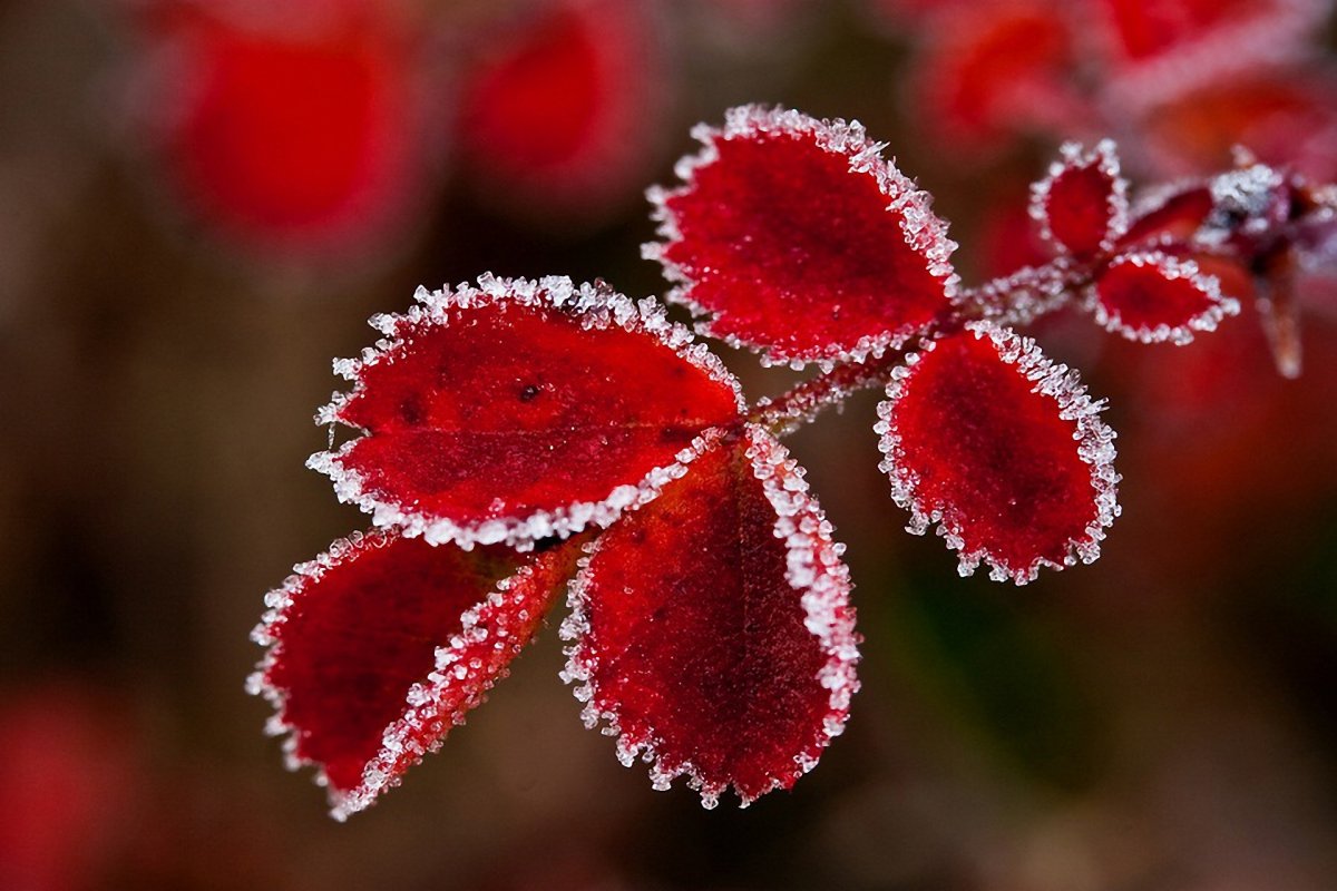 Осенние цветы в снегу