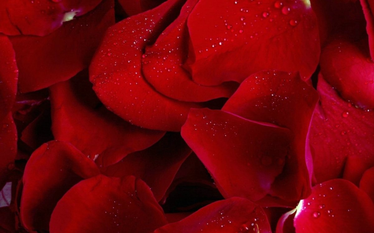 Красивые картинки красного цвета