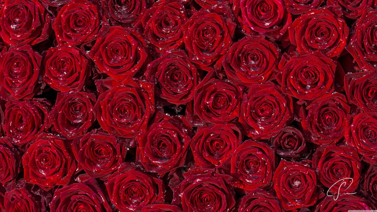 Розы фон