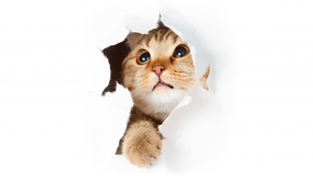 Кот выглядывает