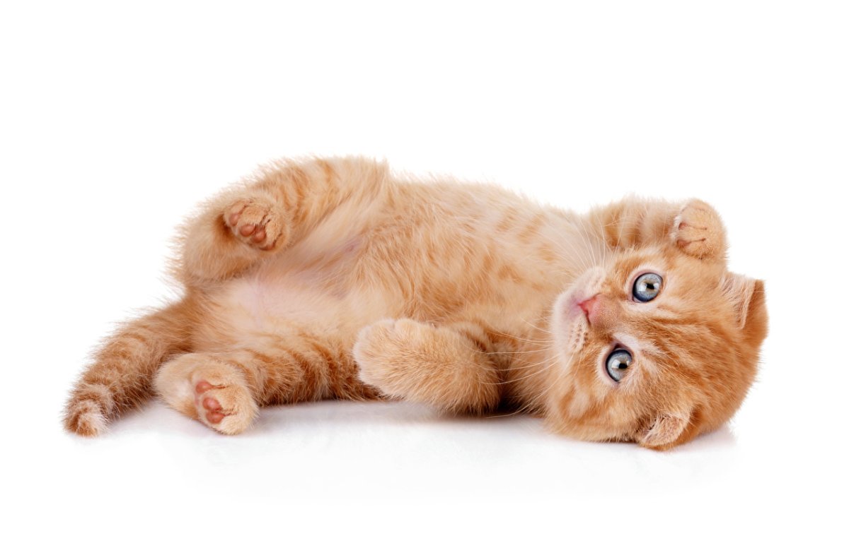 Котенок лежит