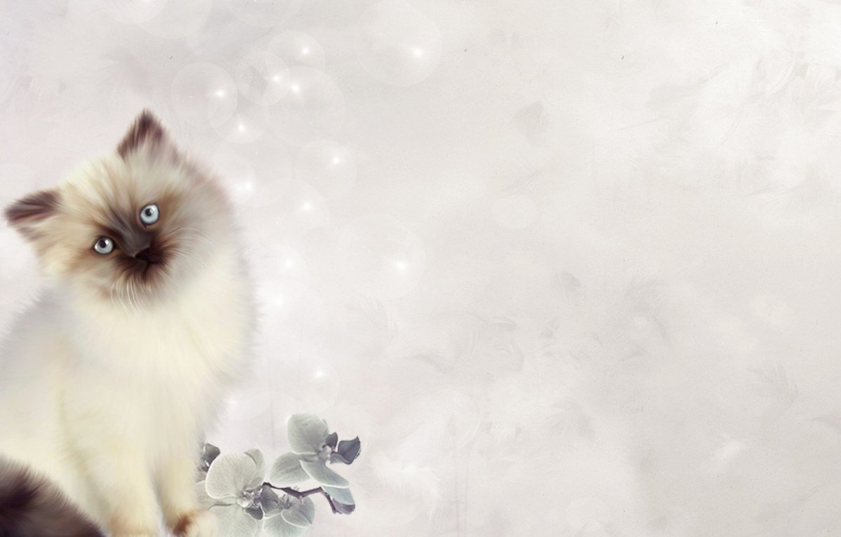 Фон с котятами