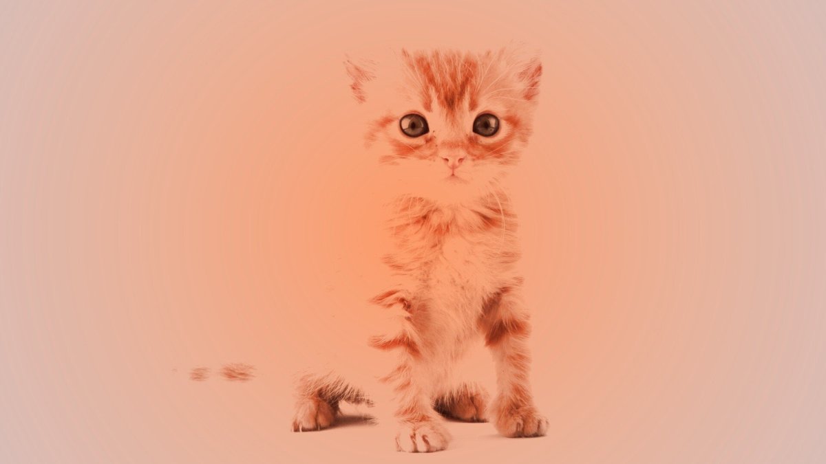 Милый котенок обои