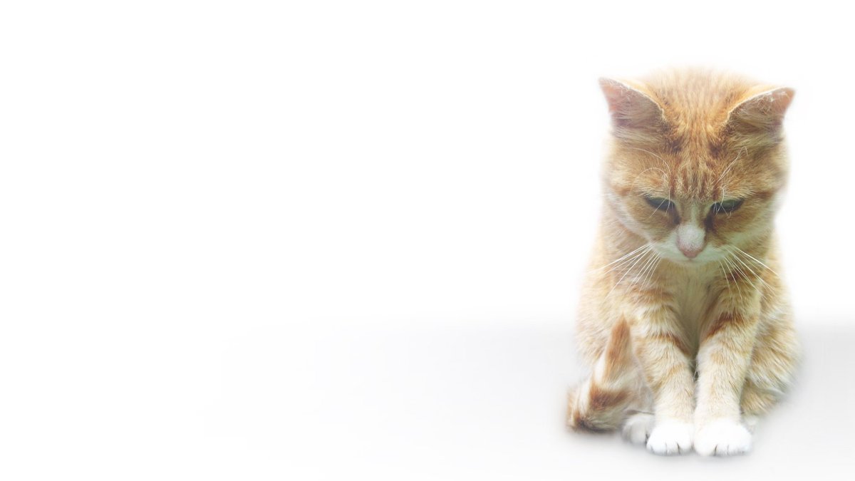 Фон с котятами