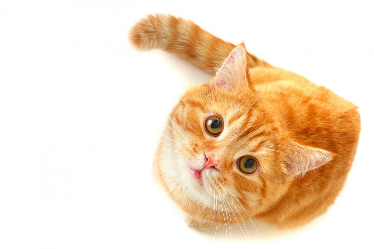 Кошка на белом фоне