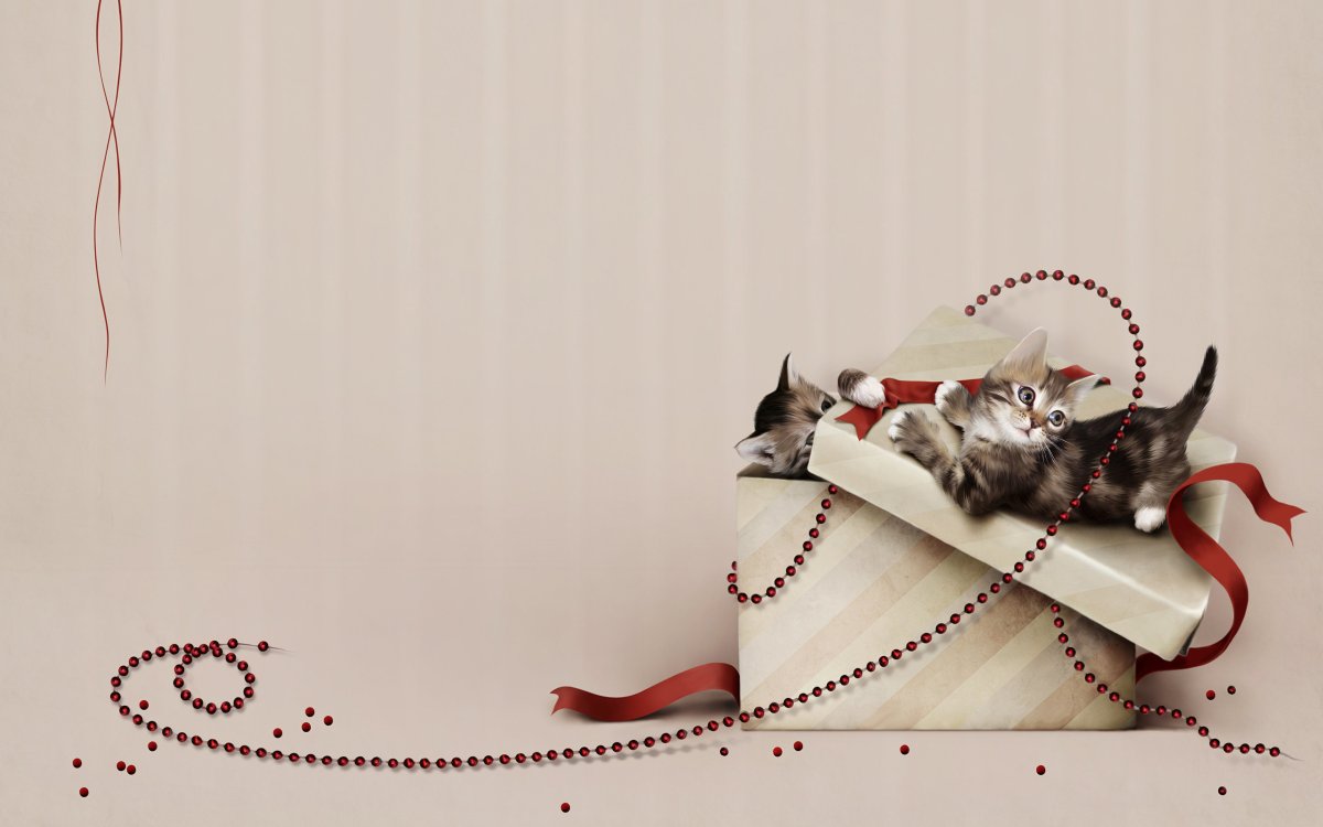 Фон с котятами