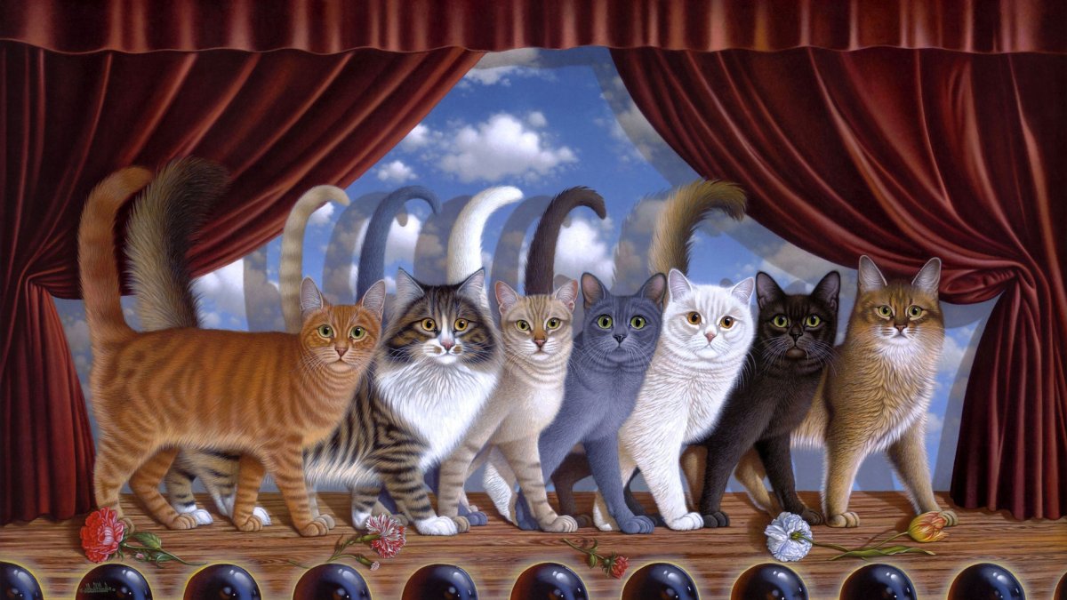 Котики в ряд