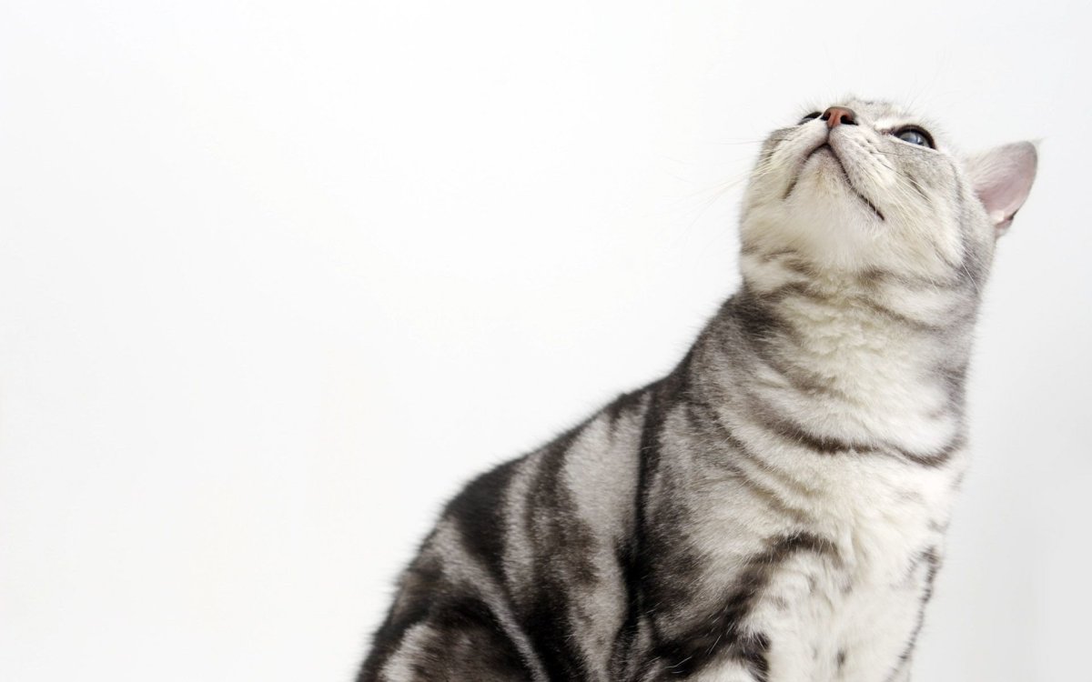 Коты на однотонном фоне