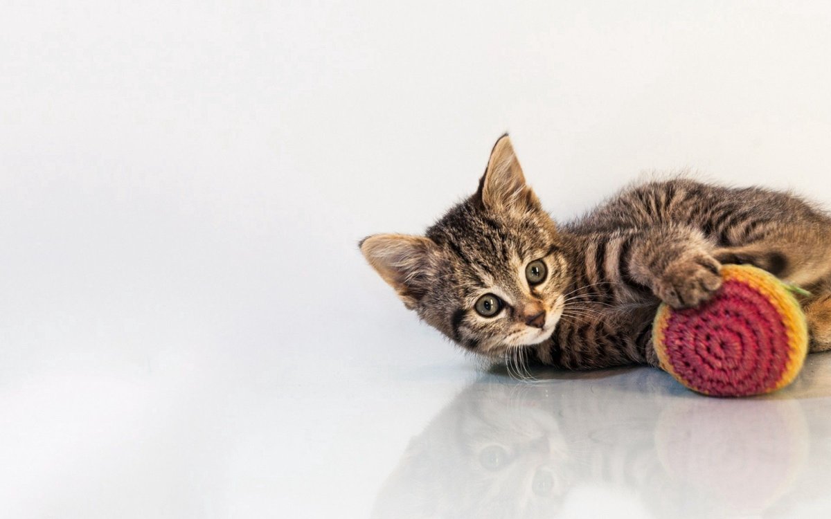 Обои с котиками