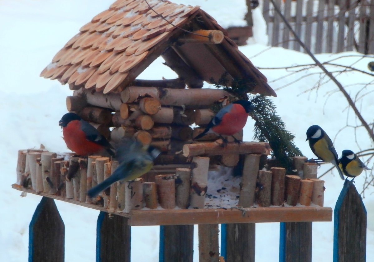 Птичья столовая