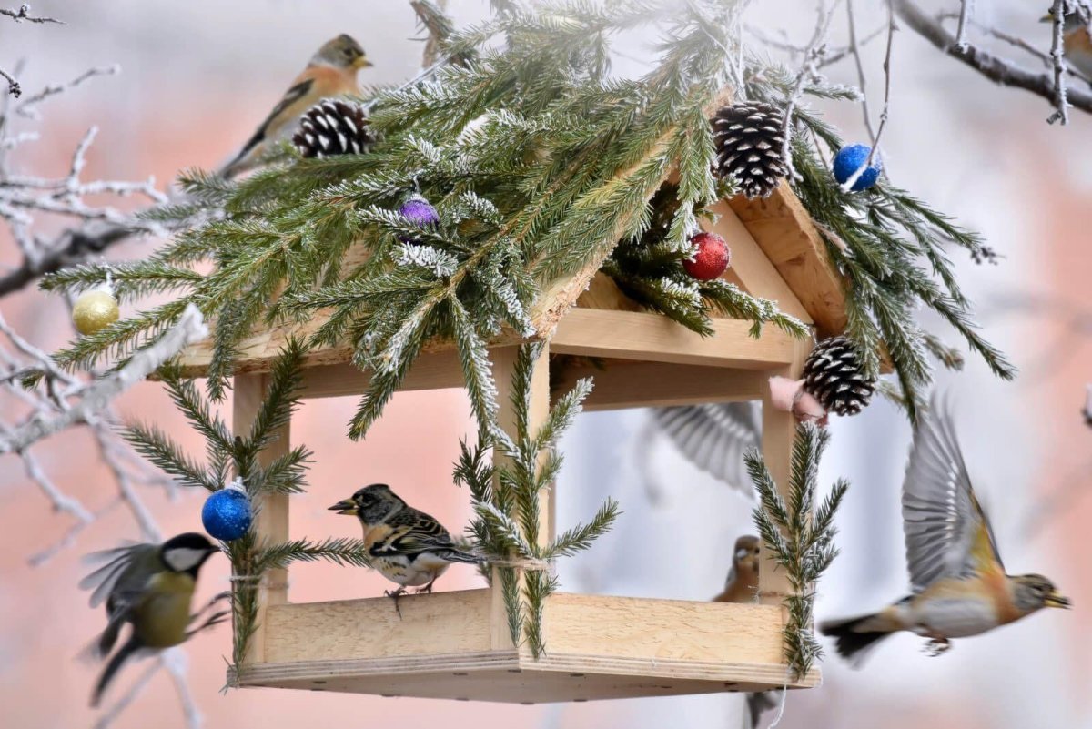 Птичья столовая