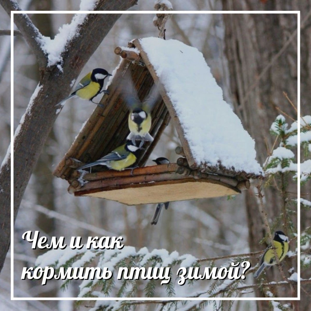 Кормушка зимой