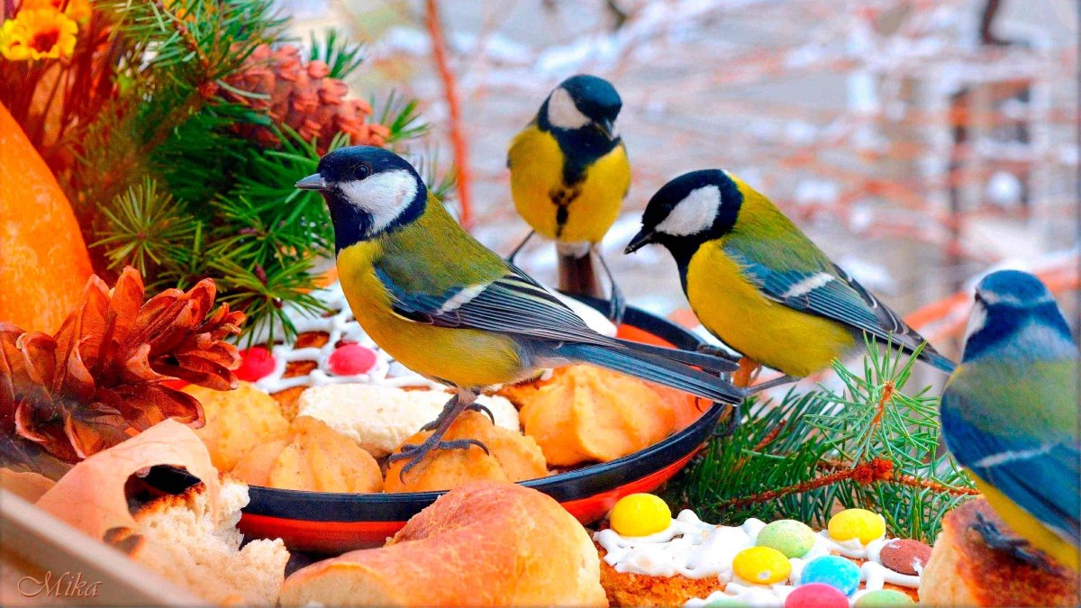 Зимующие птицы синичка