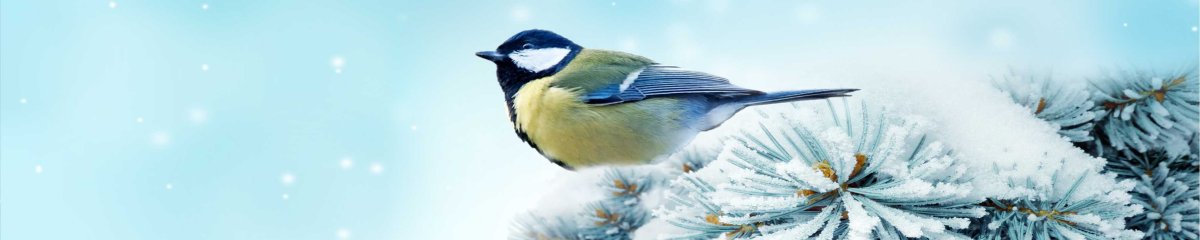 Зимняя обложка для группы