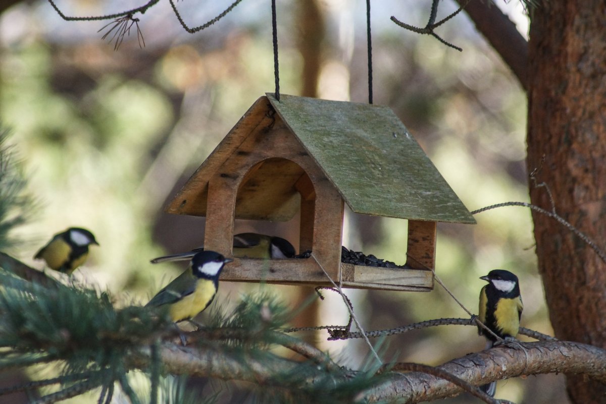 Птица большая синица и лазоревка на кормушке