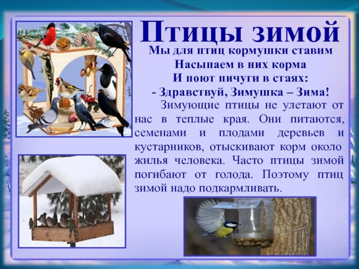 Презентация кормушки для птиц