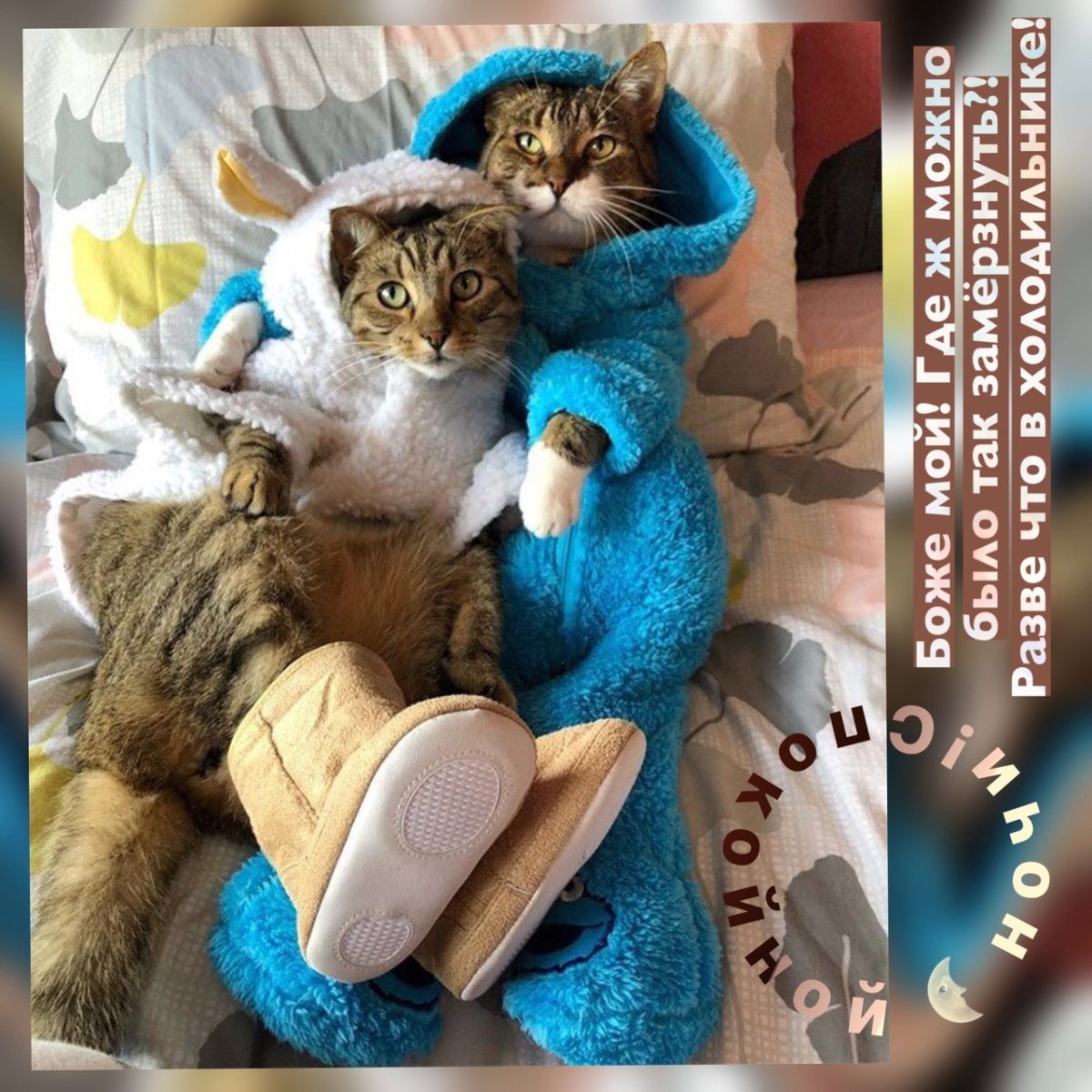 Зевающие котики доброе утро