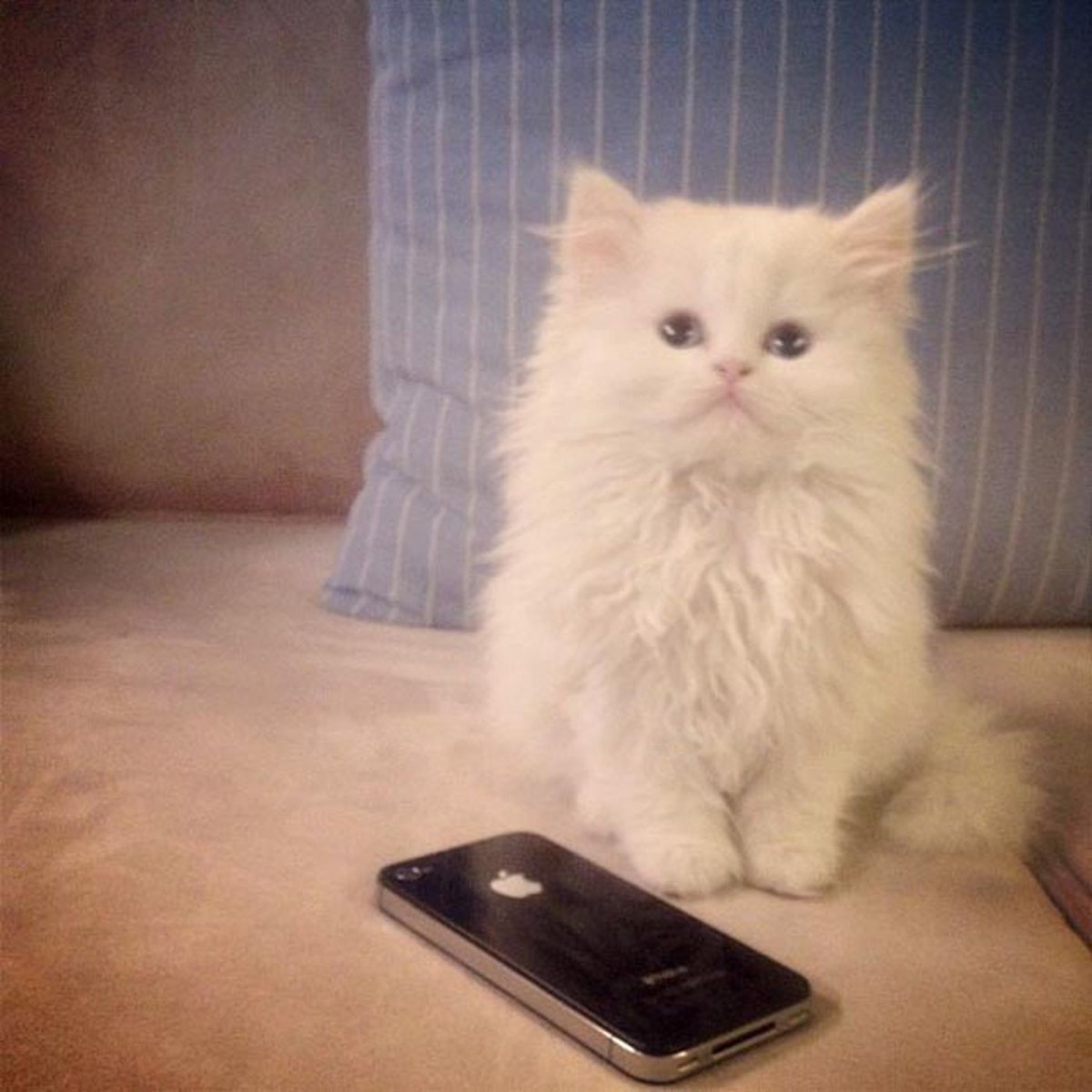 Чехол для телефона с кошкой