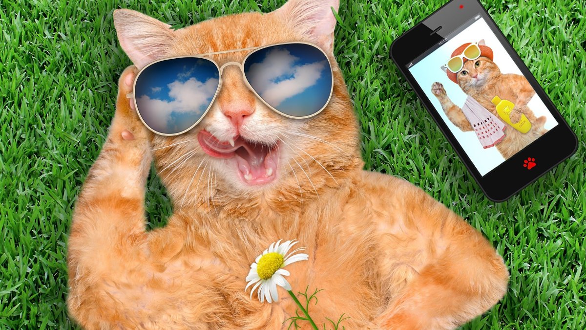 Черный кот Эстетика