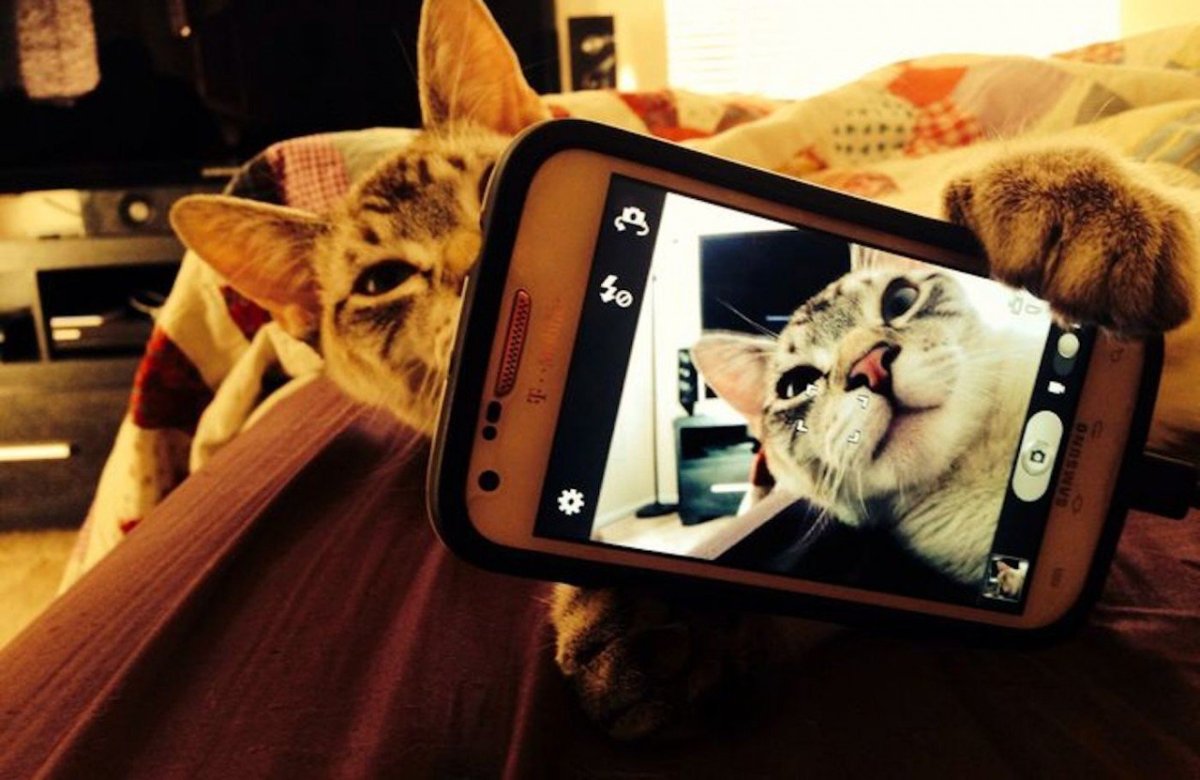 Кот в очках