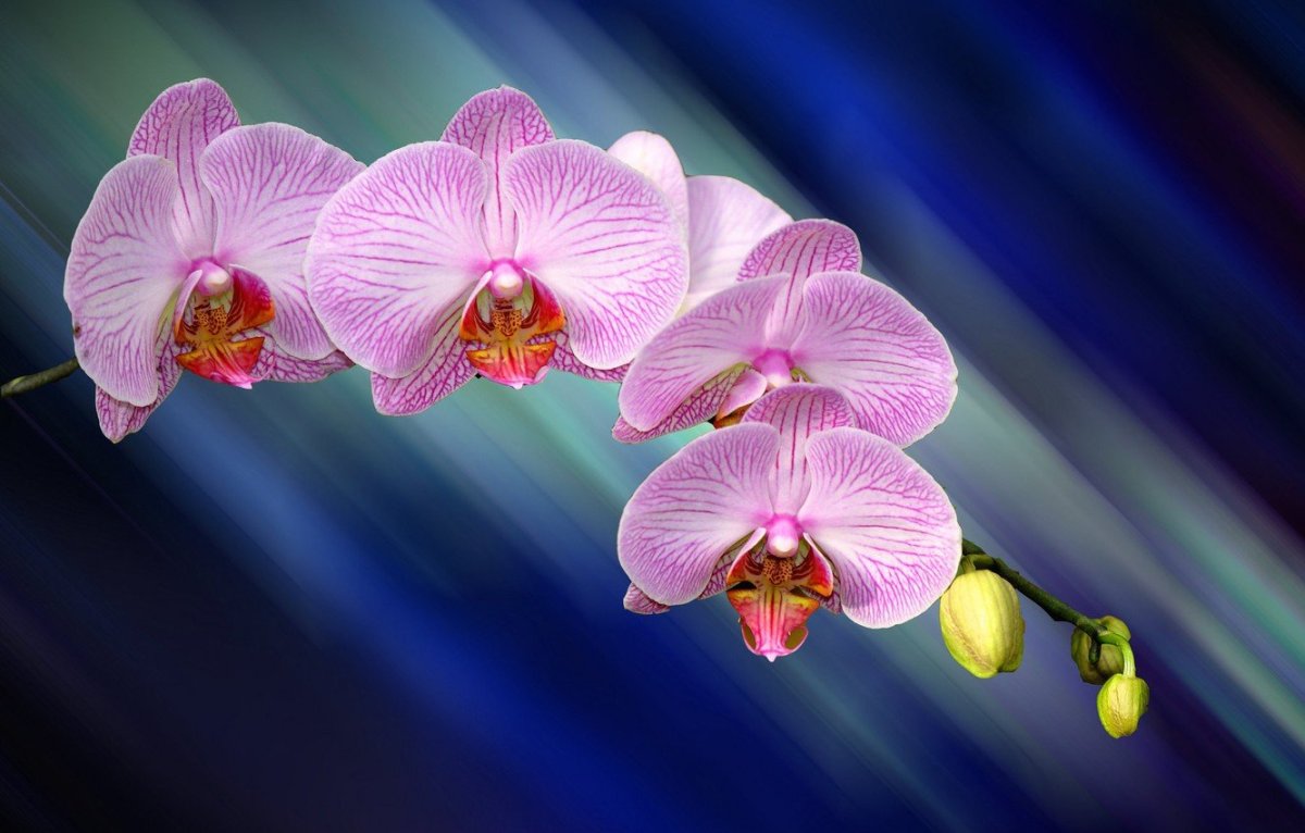 Орхидея фаленопсис, тиара