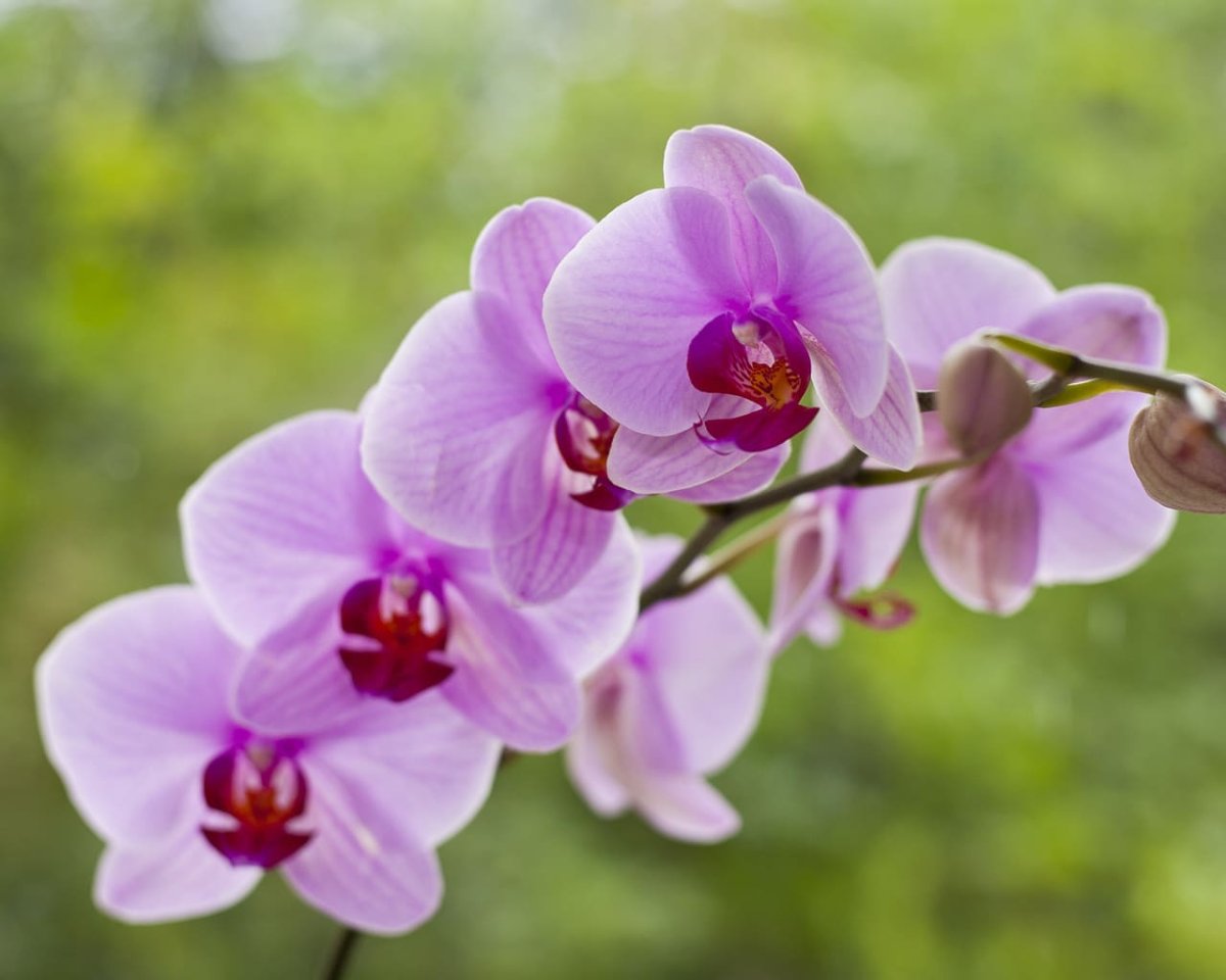 Орхидея Свити