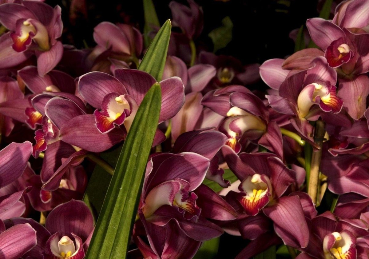 Орхидея Цимбидиум фиолетовая