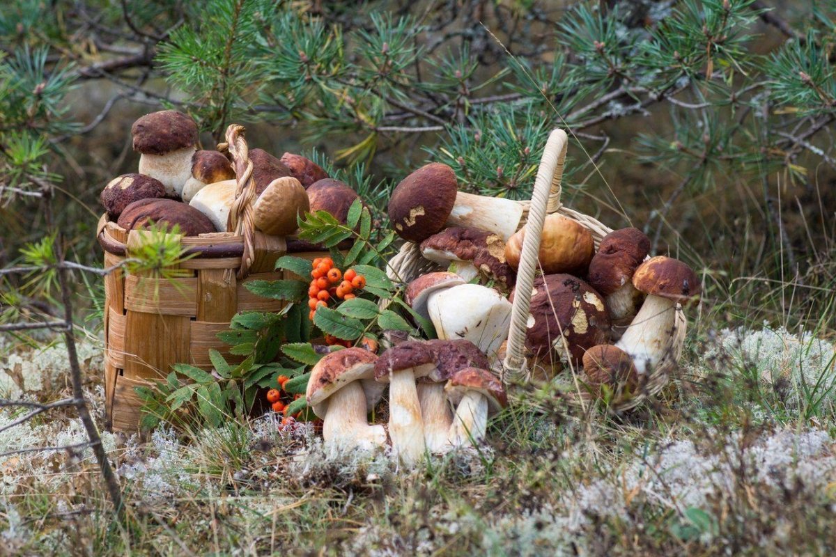 Дары природы грибы