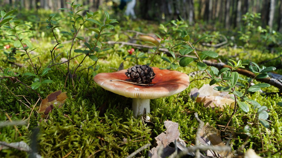 Гриб черничник