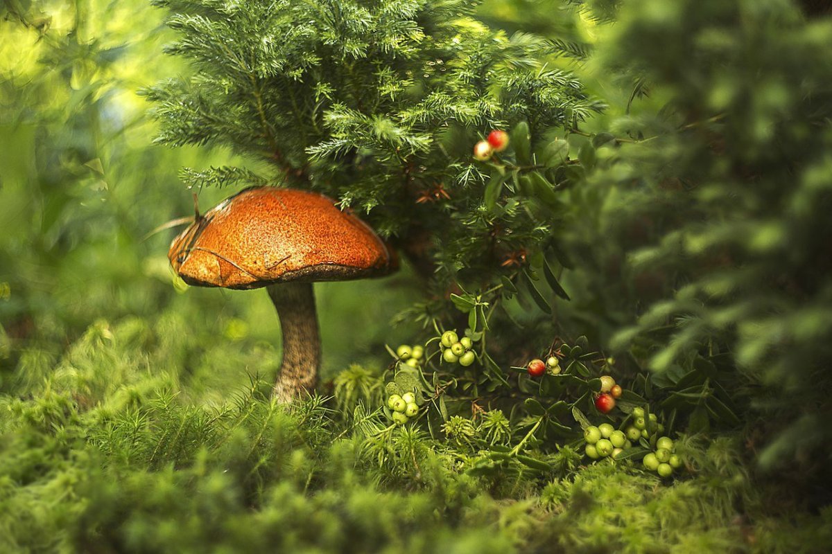 Сказочный лес с грибами