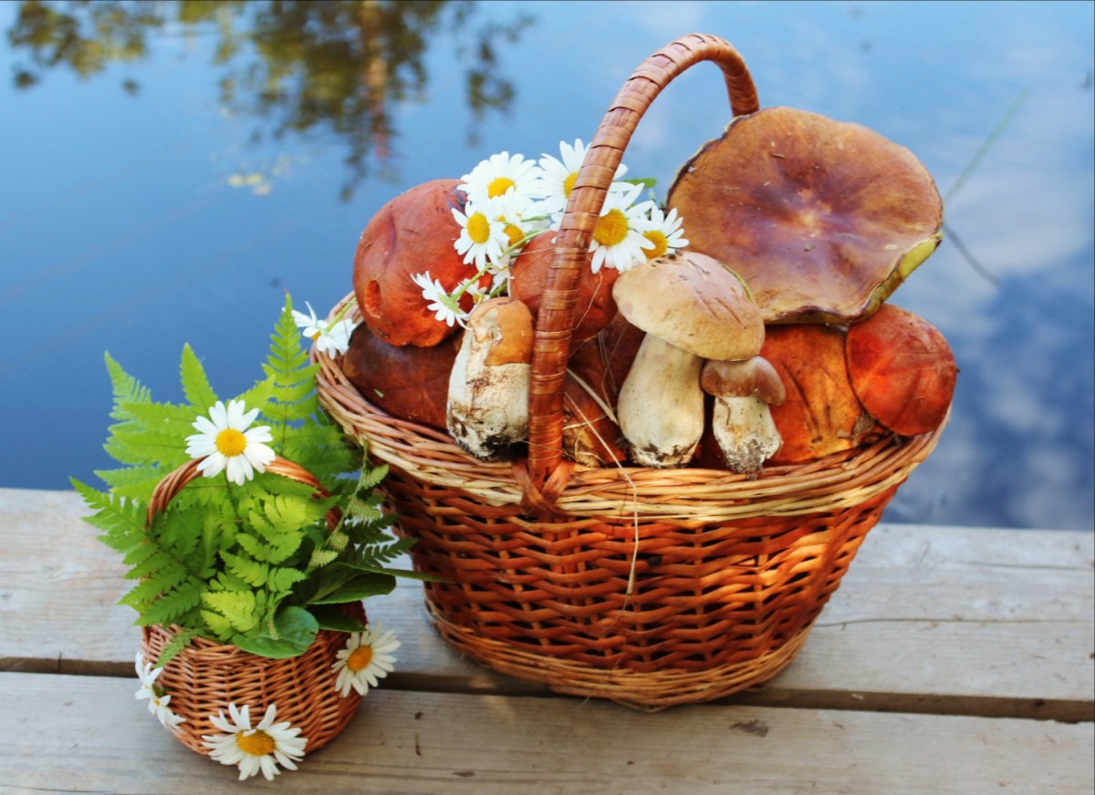 Грибное лукошко грибы