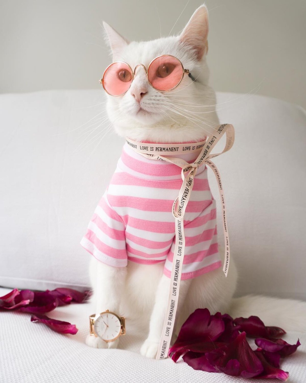 Коты в одежде