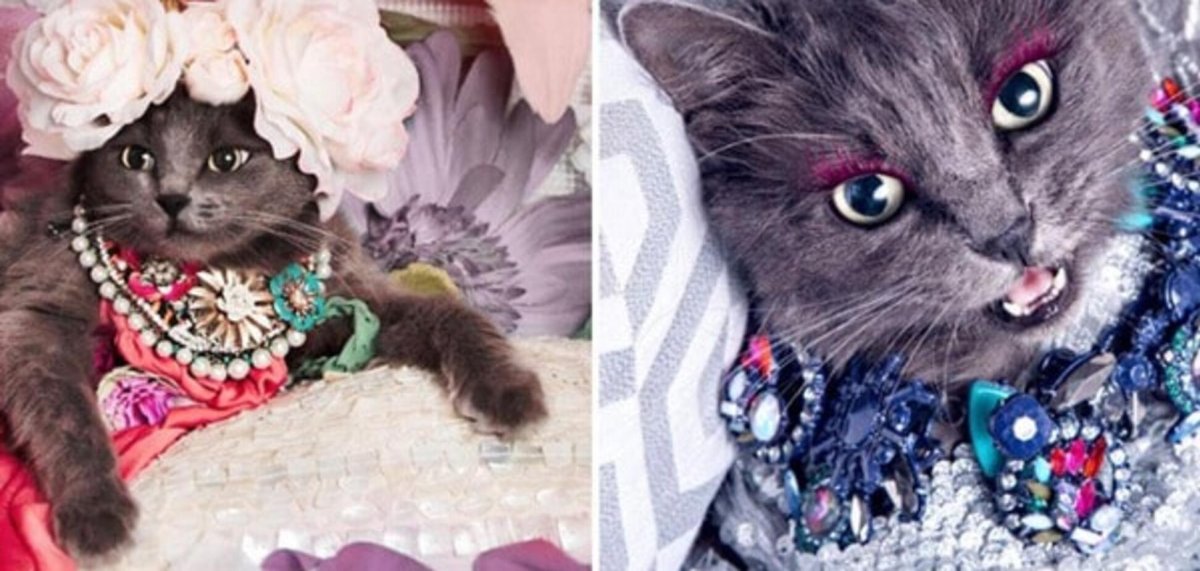 Нарядные котики