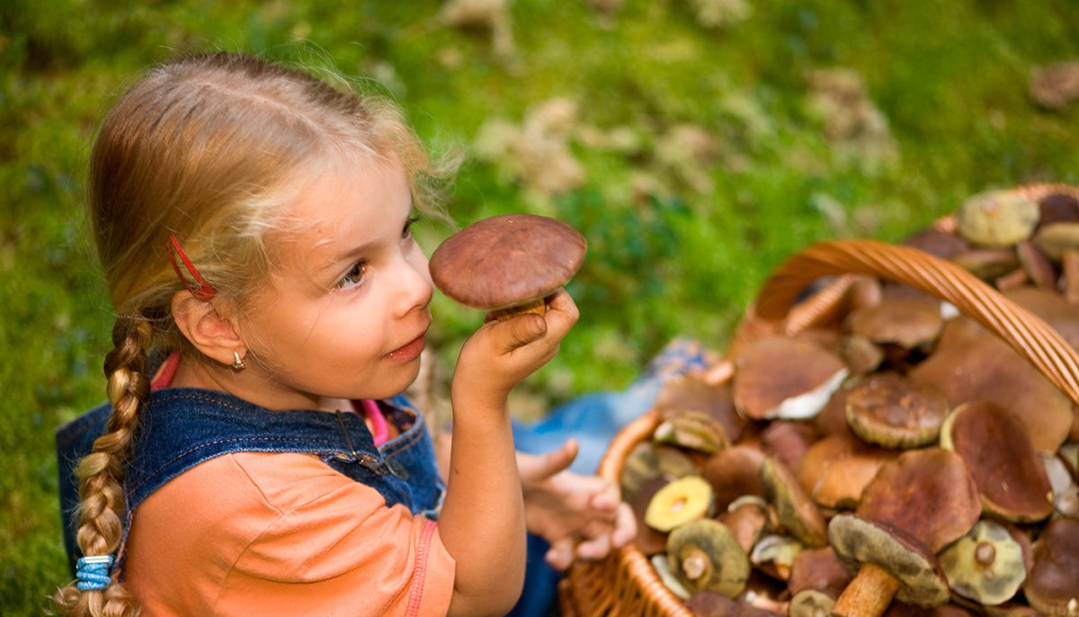 Грибы для детей