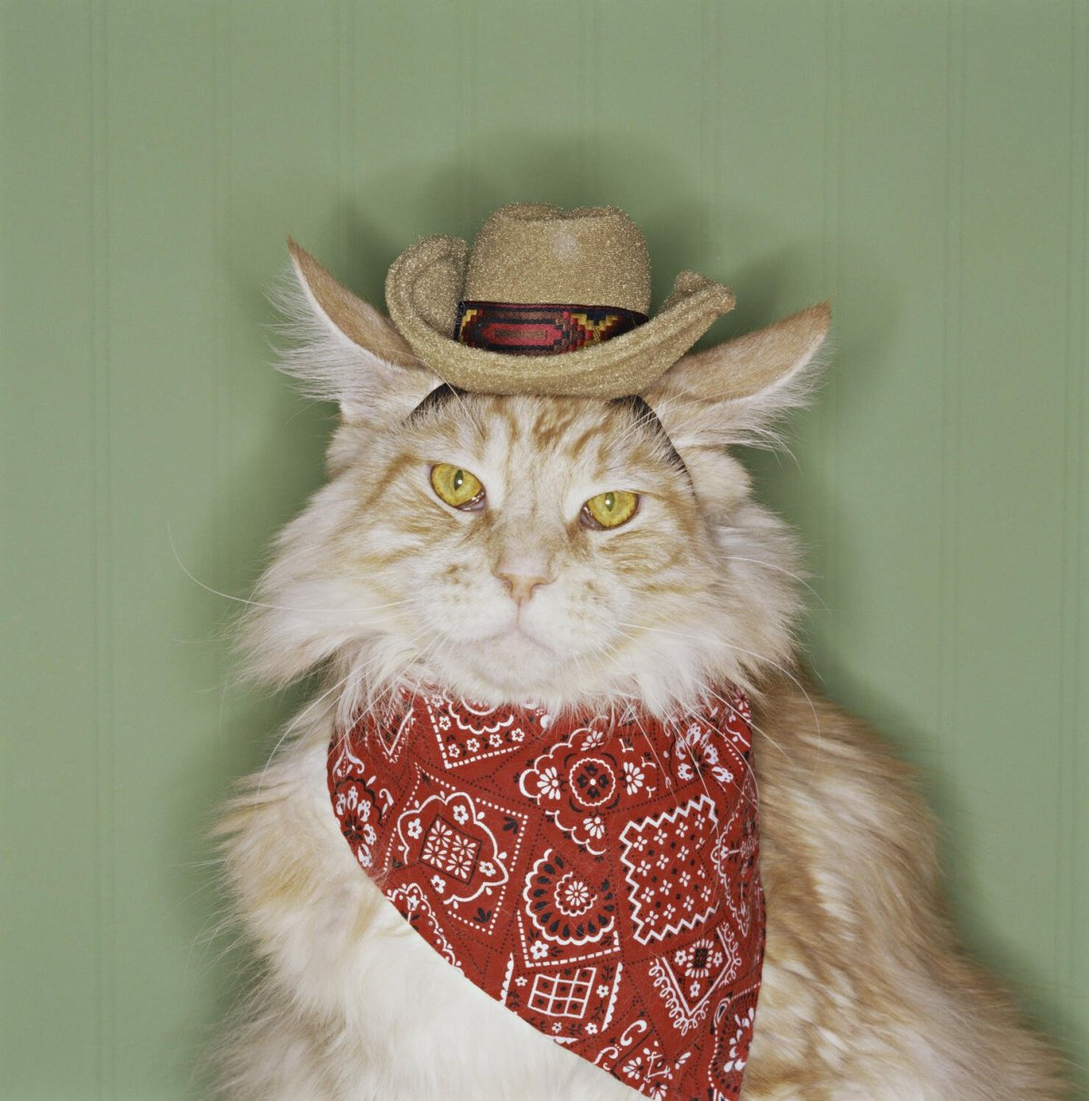 Коты в ковбойских шляпах